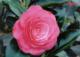 Flower Gardening